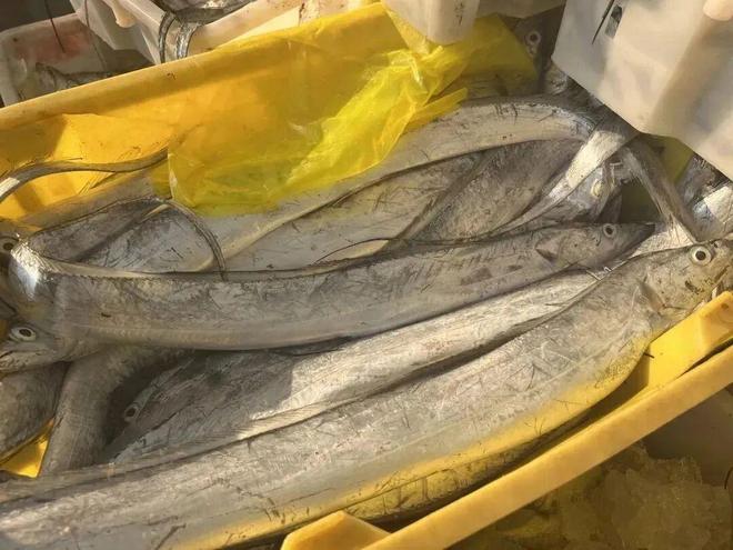 好吃的带鱼竟然在南通pg电子首页中国最(图8) 好吃的带鱼竟然在南通pg电子首页中国最(图8)